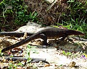Monitor Lizard (Varan) on Pangkor Island