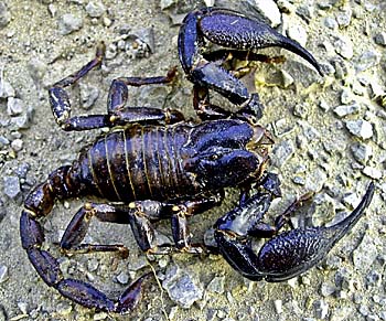 'Scorpion' by Asienreisender