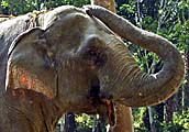 Asienreisender - Elephant