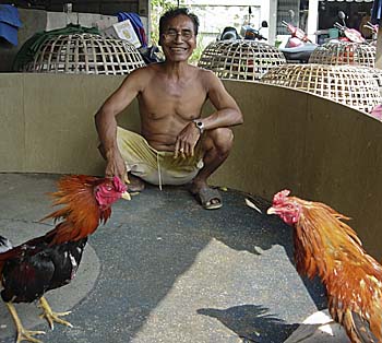 Asienreisender - Cockfighting