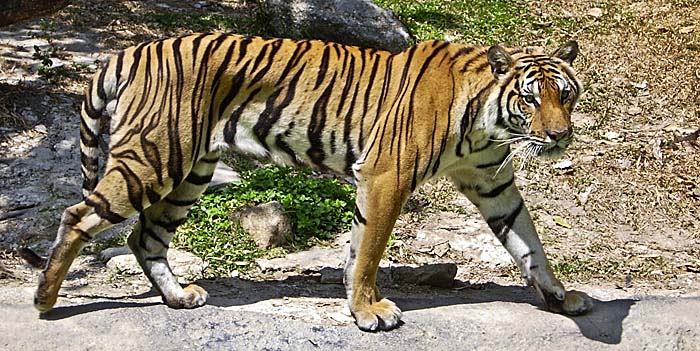 Indochinese Tiger in Thailand