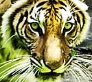 Asienreisender - Tiger