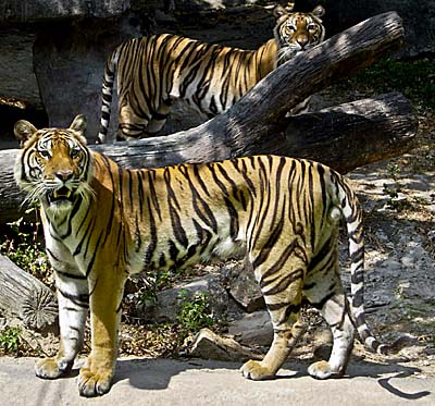 Indochinese Tiger Couple