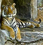 Asienreisender - Indochinese Tiger