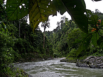 Asienreisender - Rainforest at Bohorok River, Sumatra