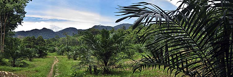 Asienreisender, Palm Oil Plantation
