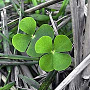 More Shamrocks with four leaves by Asienreisender