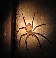 Spider by Asienreisender