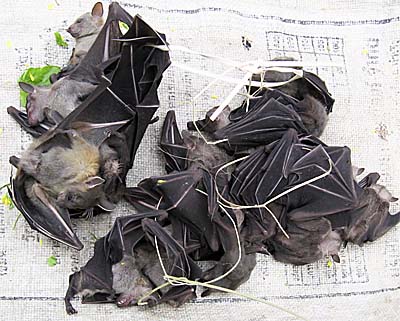 Asienreisender - Bats on the  Market of Xam Neua