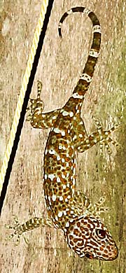 'A Tokay Gecko' by Asienreisender