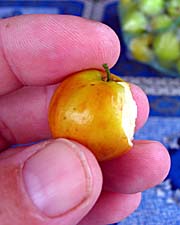 Tiny Apple in Muang La by Asienreisender
