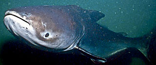 Asienreisender - Giant Catfish