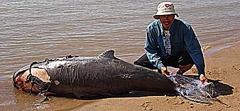 Irrawaddy Dolphin died in a Fishing Net