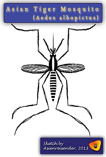 Asian Tiger Mosquito - Aedes Albopictus by Asienreisender