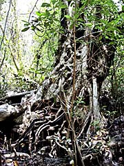 Mangrove Trunk by Asienreisender