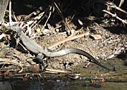 A Monitor Lizard in the Mangroves by Asienreisender