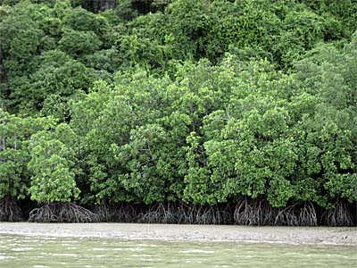 Mangrove Forest along the Andaman Coast at Krabi, Thailand, by Asienreisender