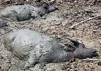 Water Buffalos in the Mud by Asienreisender