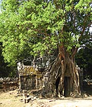 Angkor Sidegate, overgrown by a Tree by Asienreisender