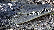 Crocodile Face by Asienreisender