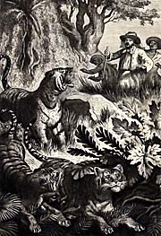 Junghuhn's encounter with a Javanese Tiger