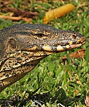 Monitor Lizard in Bangkok's Lumphini Park by Asienreisender