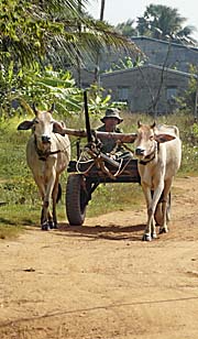 Cambodian Oxcart by Asienreisender