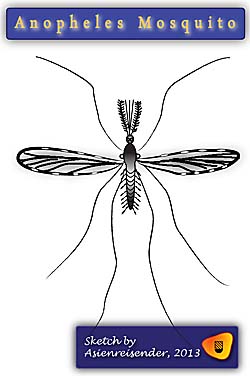Anopheles Mosquito, Sketch by Asienreisender 2013