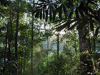 'Inside the Tropical Rainforest of Khao Sok National Park' by Asienreisender