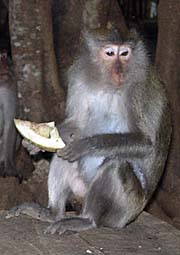 'Macaque at Wat Tam Pantoorat' by Asienreisender