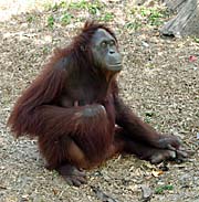 'An Orangutan in Songkhla Zoo' by Asienreisender
