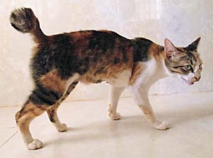 'Crippled Tail Cat / Brachyurie' by Asienreisender