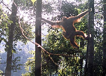 'Orangutans in Gunung Leuser National Park' by Asienreisender