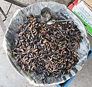 'Crickets on the Fresh Market' by Asienreisender