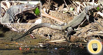 'Monitor Lizard in Satun's Mangrove Forests' by Asienreisender