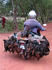 'Chicken Transport' by Asienreisender