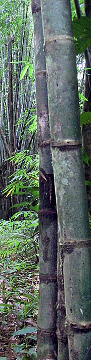 'Bamboo in Khao Sok National Park' by Asienreisender