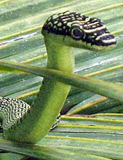 'A Tree Snake' by Asienreisender