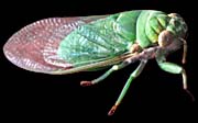 'A Cicada' by Asienreisender