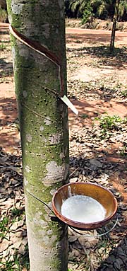'Scratched Rubber Bark in a Rubber Plantation' by Asienreisender