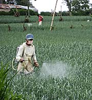 'Use of Pesticides on the fields around Berastagi' by Asienreisender