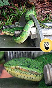 'A Snake on Pangkor Island' by Asienreisender