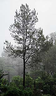 'Pine Trees in Kiririom National Park' by Asienreisender