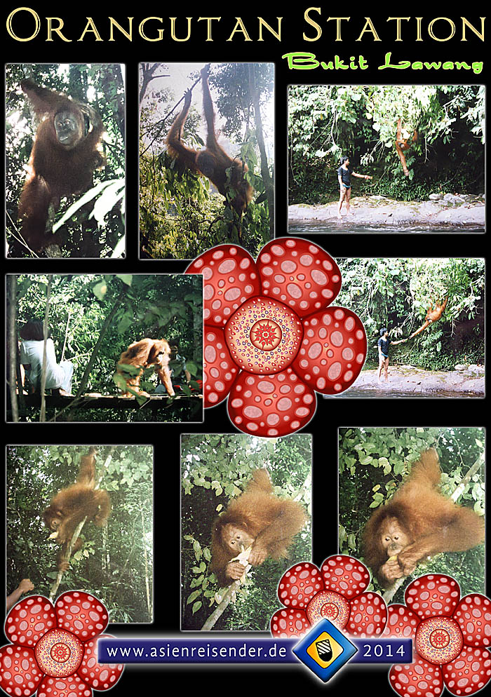'Orangutans in Bukit Lawang' by Asienreisender