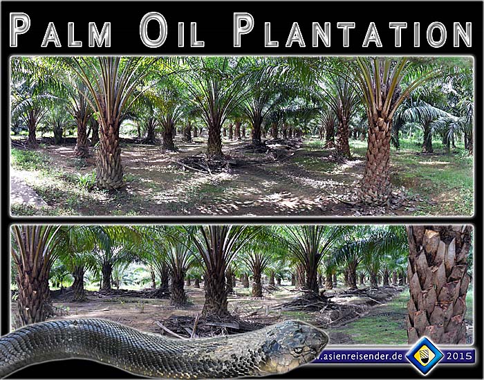 'Inside a Palm Oil Plantataion' by Asienreisender