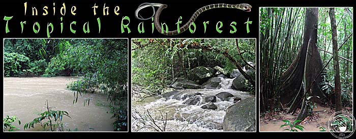 'Inside the Tropical Rain Forest of Khao Sok' by Asienreisender