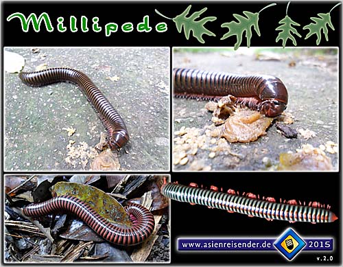'Millipedes' by Asienreisender