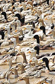 Ducks in the Mekong Delta by Asienreisender