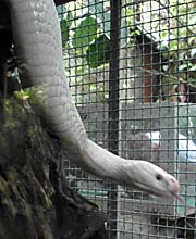 'Indonesian Spitting Cobra' by Asienreisender
