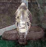 'A Cobra in Snake House, Sihanoukville, Cambodia' by Asienreisender